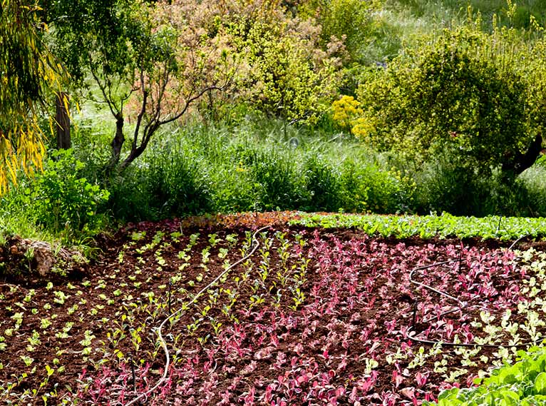 מצפה הימים גלריה חווה